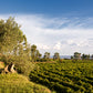 Carapace - Tenute Lunelli (Umbria) 750ml x 6btl