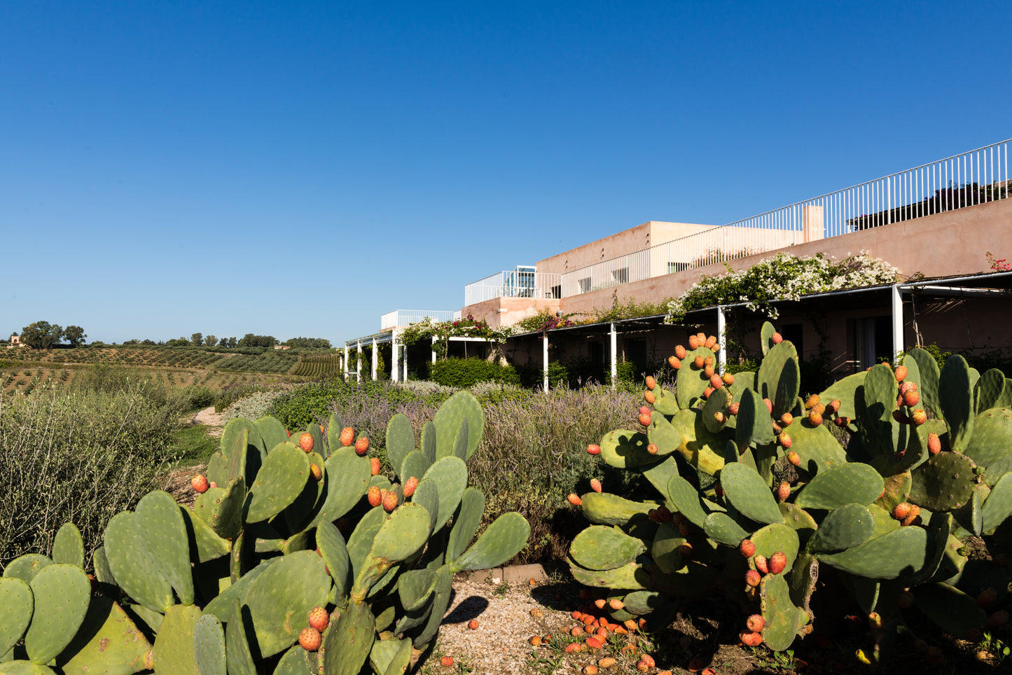 シャルドネ 2001 - PLANETA (プラネタ) 3000ml x １本