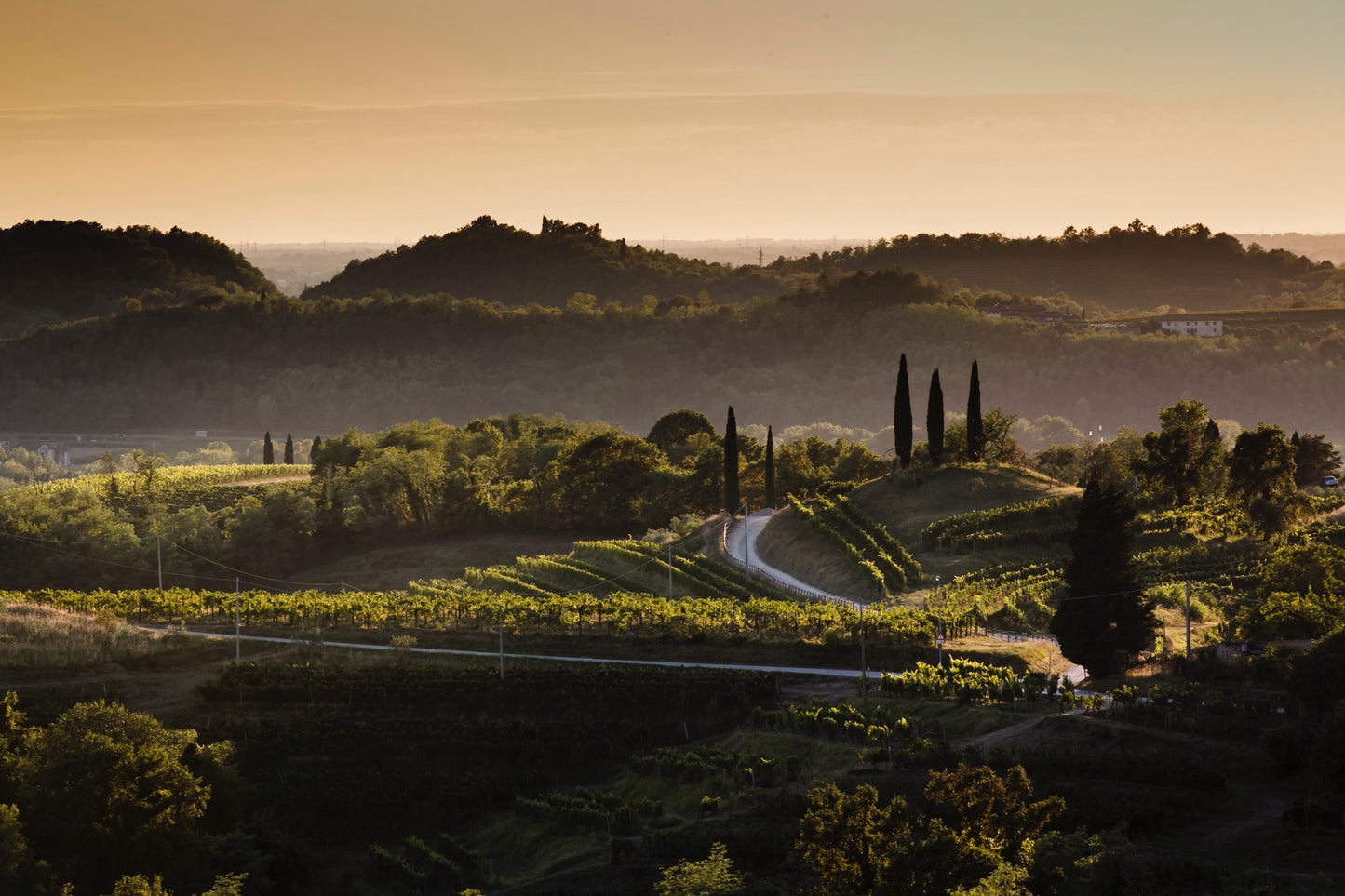 Pinot Grigio - Livio Felluga (Friuli Venezia Giulia) 750ml x 6btl