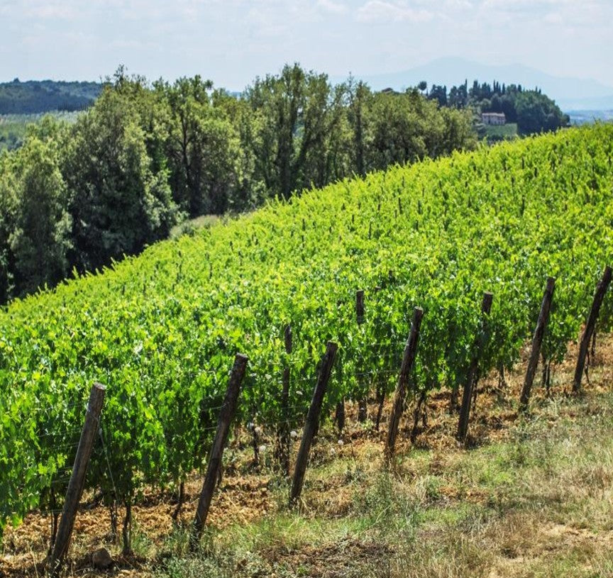 キアンティ・クラッシコ・リゼルヴァ 2015 - BADIA A COLTIBUONO (バディア・ア・ コルティブオーノ)750ml x １本