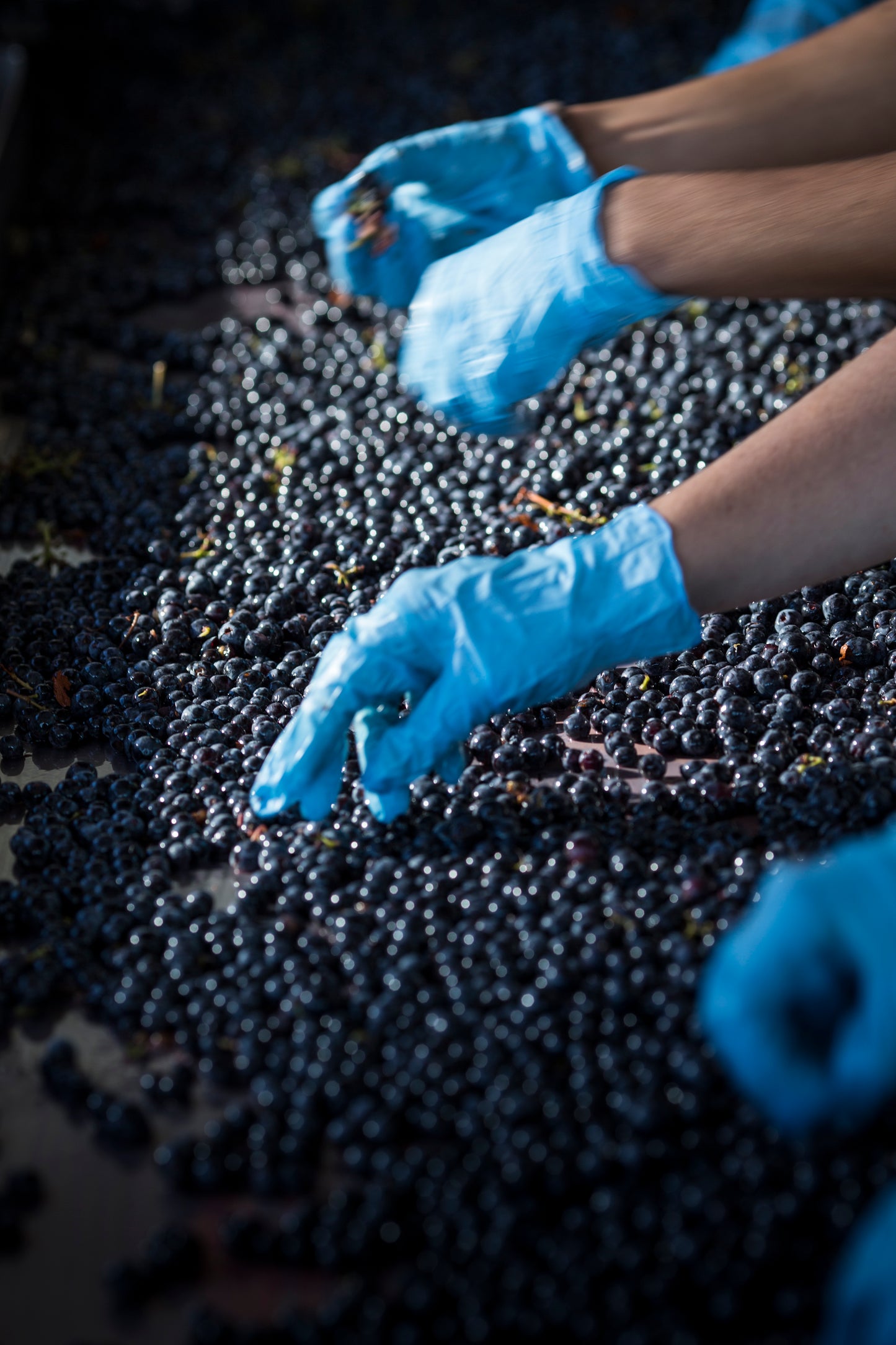 モルモレート 2008 - FRESCOBALDI (フレスコバルディ) 750ml x １本