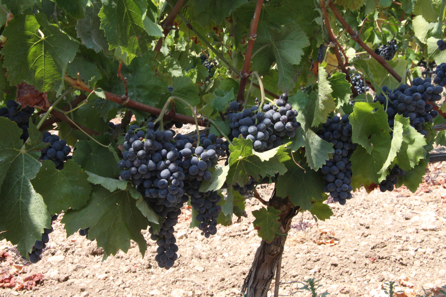 Carapace - Tenute Lunelli (Umbria) 750ml x 6btl