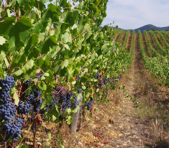 キアンティ・クラッシコ・リゼルヴァ 2015 - BADIA A COLTIBUONO (バディア・ア・ コルティブオーノ)750ml x １本