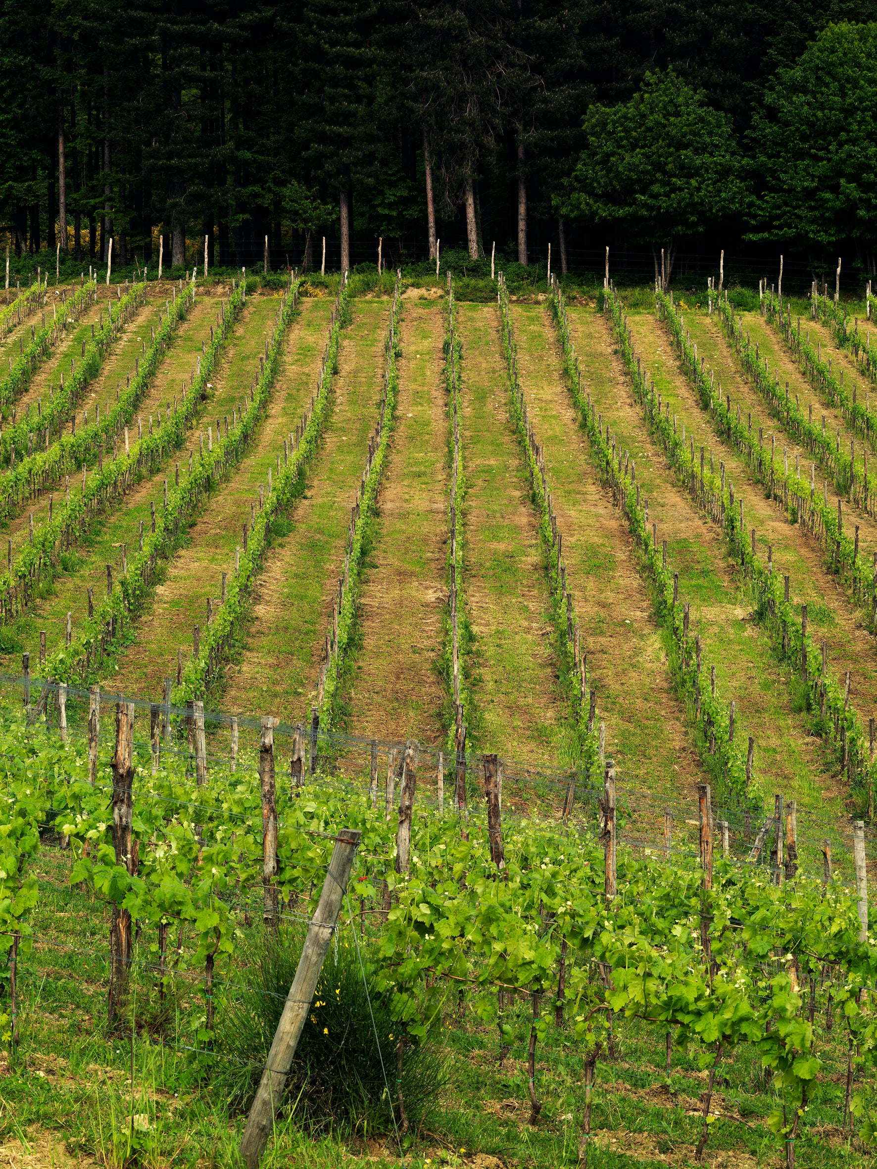 Fiano di Avellino - FEUDI DI SAN GREGORIO 750ml x 1 bottle