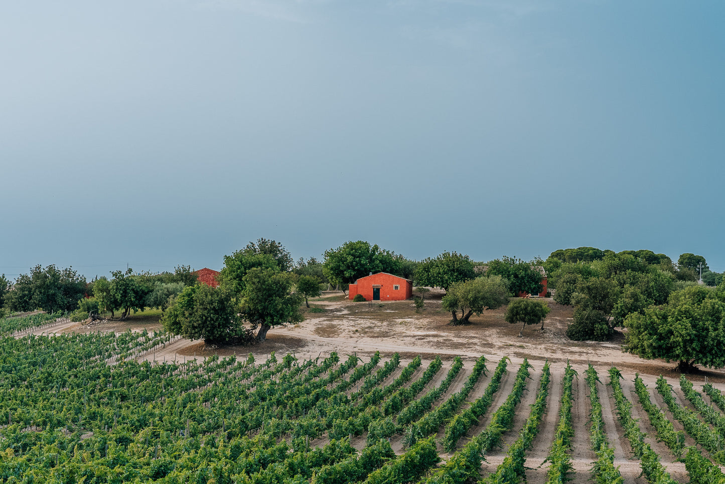 Carapace - Tenute Lunelli (Umbria) 750ml x 6btl