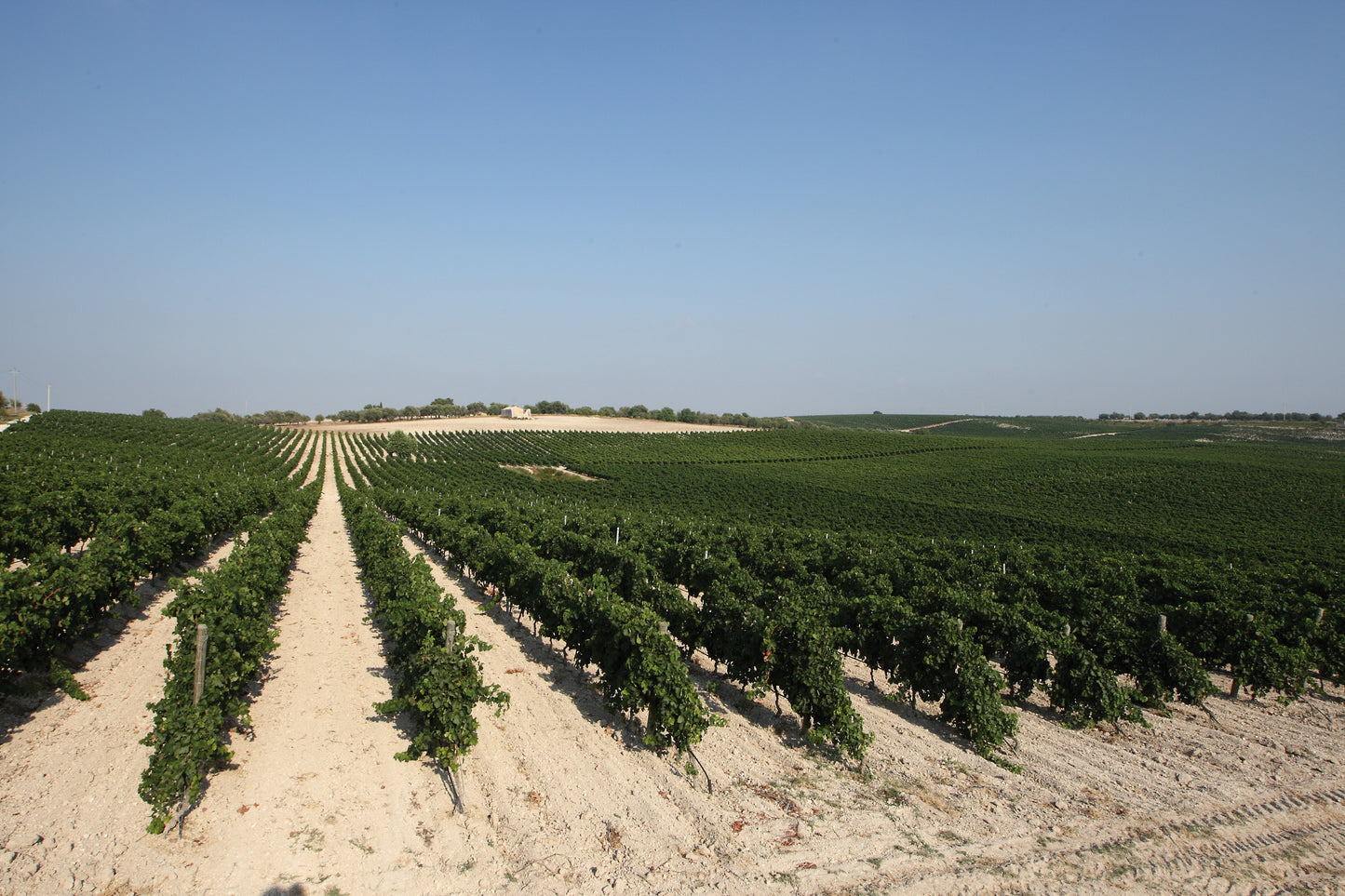 Carapace - Tenute Lunelli (Umbria) 750ml x 6btl