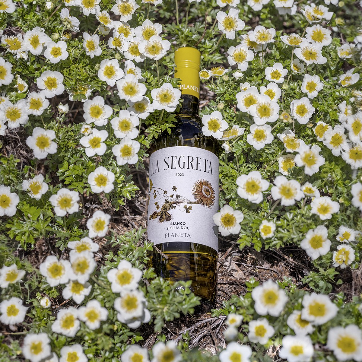 Carapace - Tenute Lunelli (Umbria) 750ml x 6btl