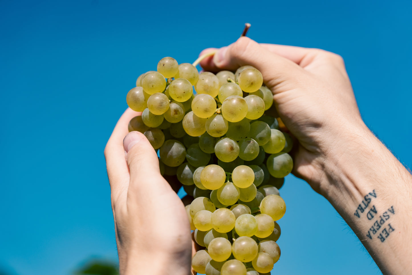 ミッレジマート・ソルダーティ・ラ・スコルカ・ブリュット  - LA SCOLCA (ラ・スコルカ) 750ml x １本