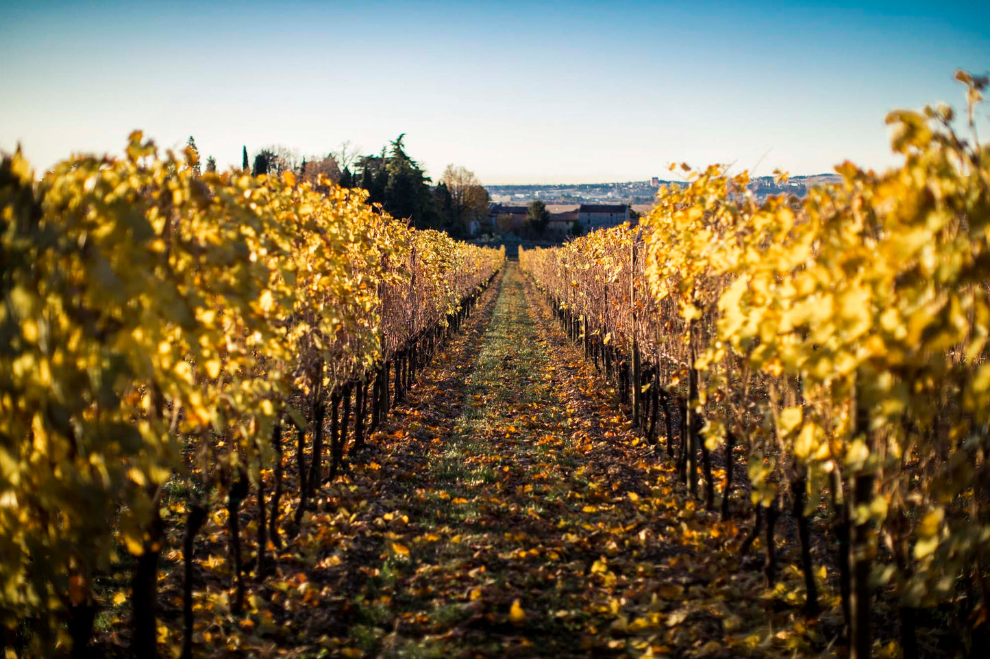 “ヴァイオ･アルマロン” アマローネ・デッラ・ヴァルポリチェッラ・クラッシコ 2004 - SEREGO ALIGHIERI (セレーゴ・ アリギエーリ) 750ml x １本