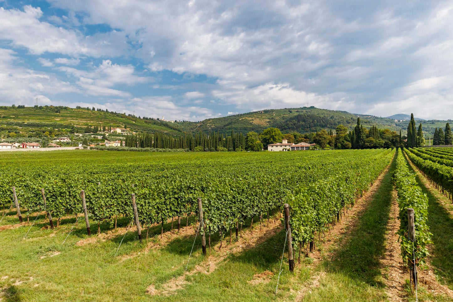 “ヴァイオ･アルマロン” アマローネ・デッラ・ヴァルポリチェッラ・クラッシコ 2004 - SEREGO ALIGHIERI (セレーゴ・ アリギエーリ) 750ml x １本