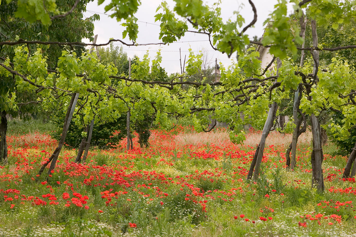 Alìe - FRESCOBALDI (Toscana) 750ml x 6btl