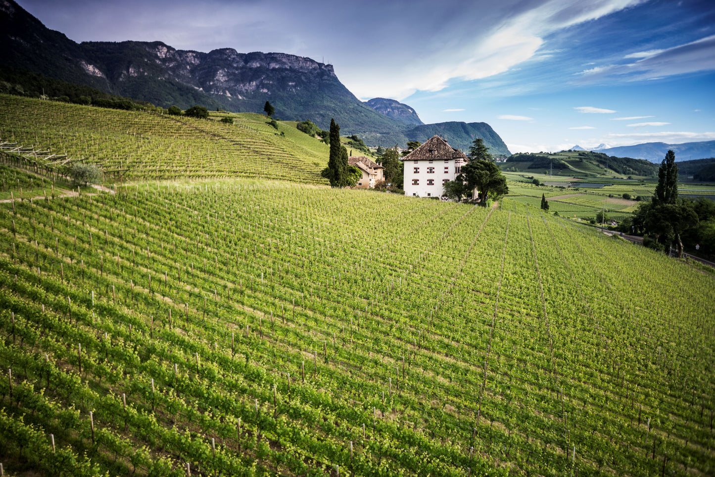 “アトン” ピノ・ノワール・リゼルヴァ  - ELENA WALCH (エレナ・ヴァルヒ)  750ml x １本