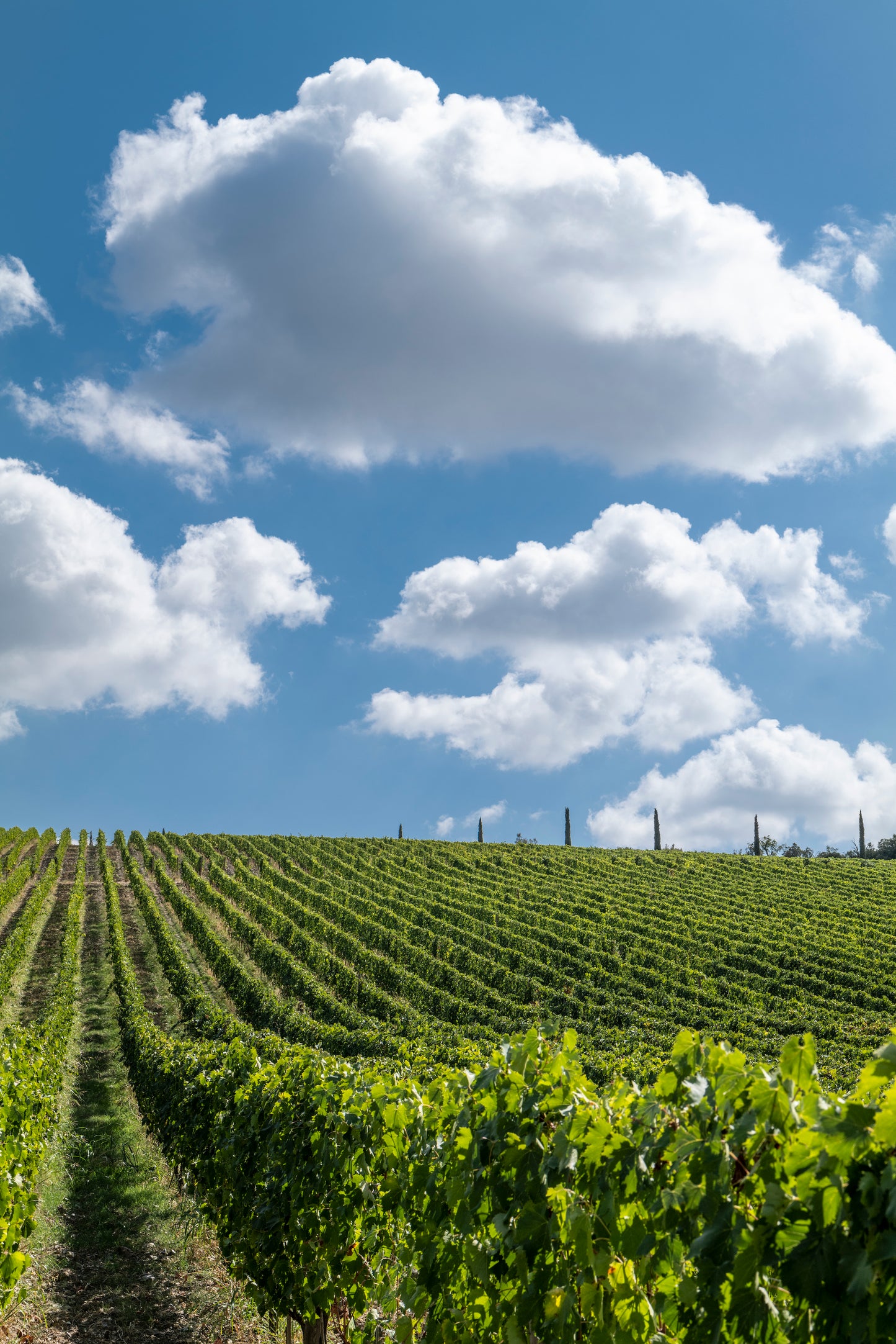 Nipozzano Riserva - FRESCOBALDI (Toscana) 750ml x 6btl (with wooden box)