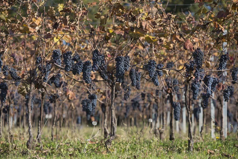 Pinot Noir "Il Tralcetto" - ITALO CESCON 750ml x 1 bottle