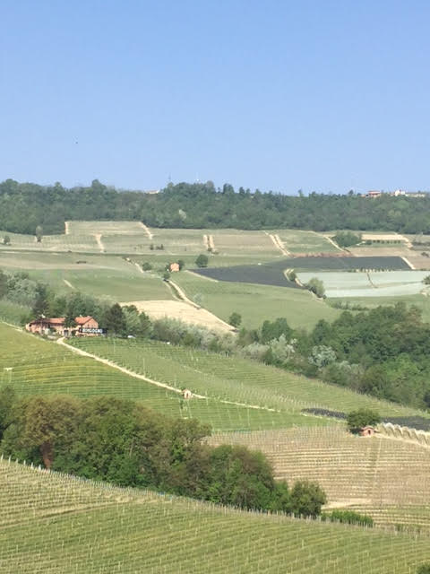 Alìe - FRESCOBALDI (Toscana) 750ml x 6btl