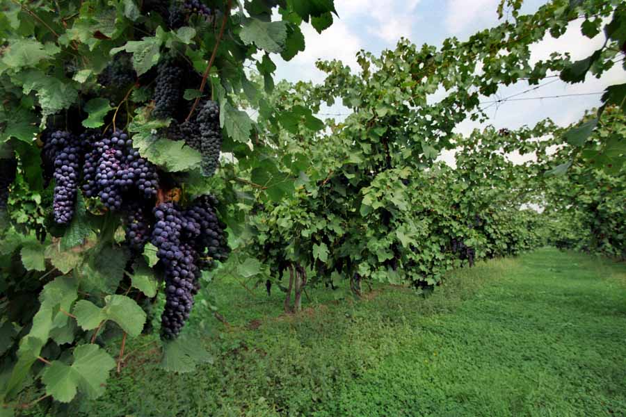 Alìe - FRESCOBALDI (Toscana) 750ml x 6btl