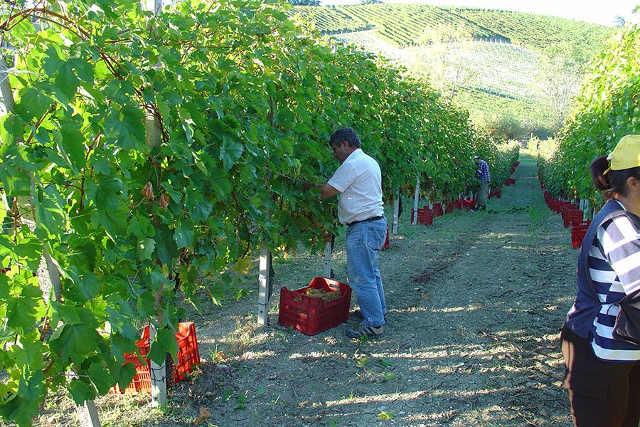 Alìe - FRESCOBALDI (Toscana) 750ml x 6btl