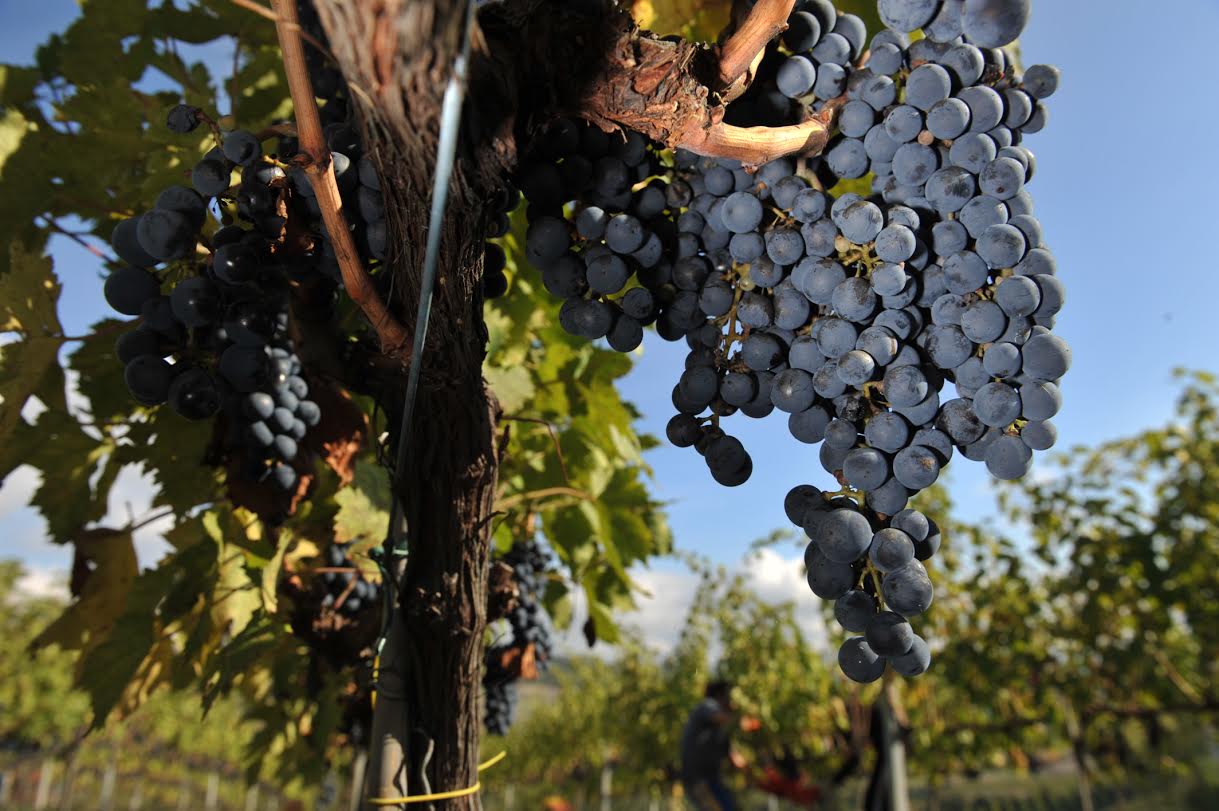 Alìe - FRESCOBALDI (Toscana) 750ml x 6btl