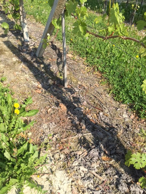 Alìe - FRESCOBALDI (Toscana) 750ml x 6btl