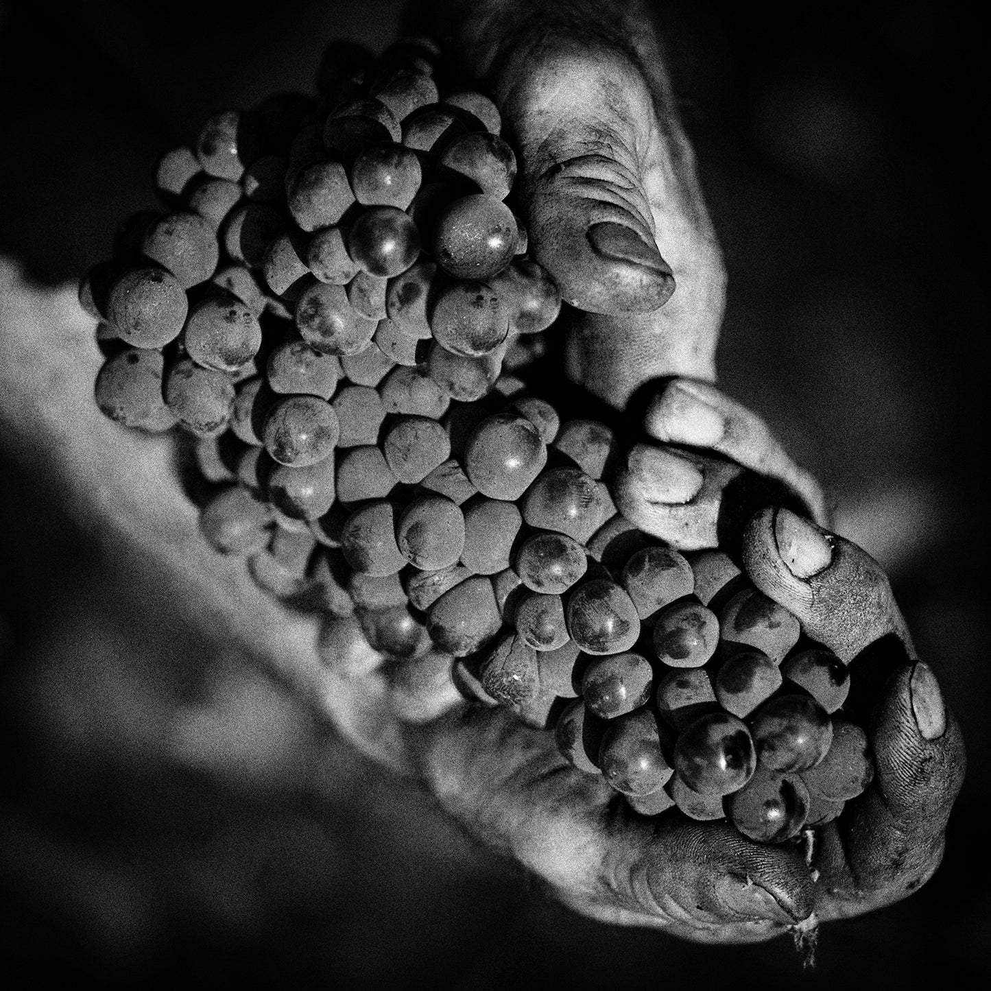 Alìe - FRESCOBALDI (Toscana) 750ml x 6btl