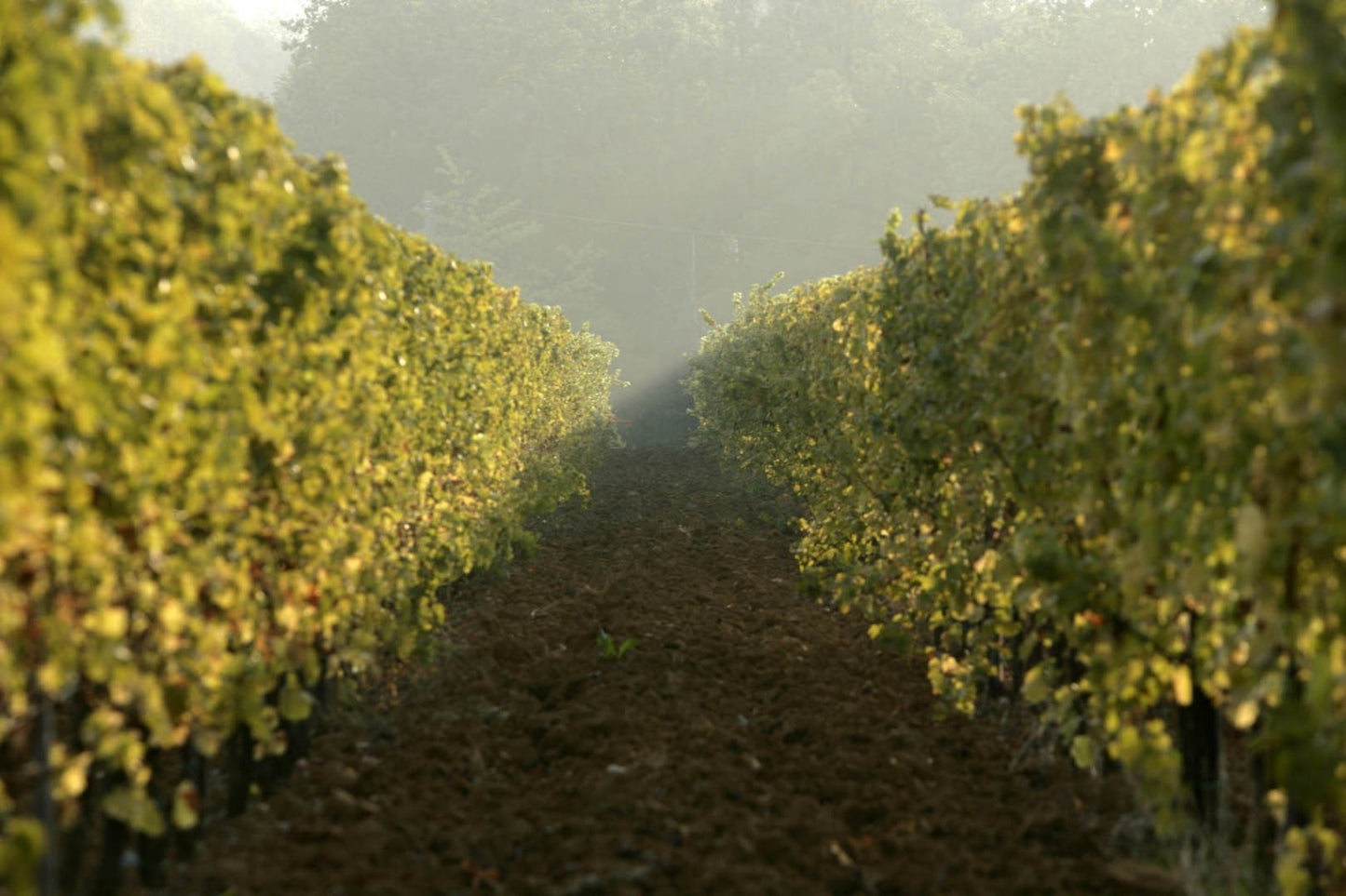 ミッレジマート・ソルダーティ・ラ・スコルカ・ブリュット  - LA SCOLCA (ラ・スコルカ) 750ml x １本