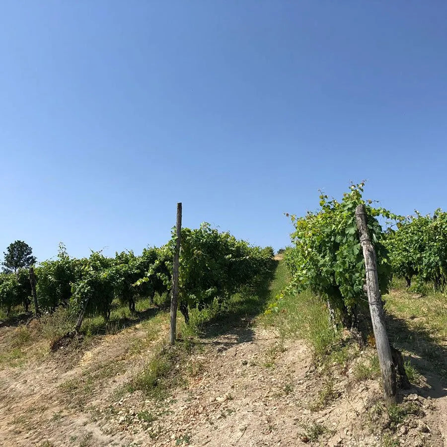 Alìe - FRESCOBALDI (Toscana) 750ml x 6btl