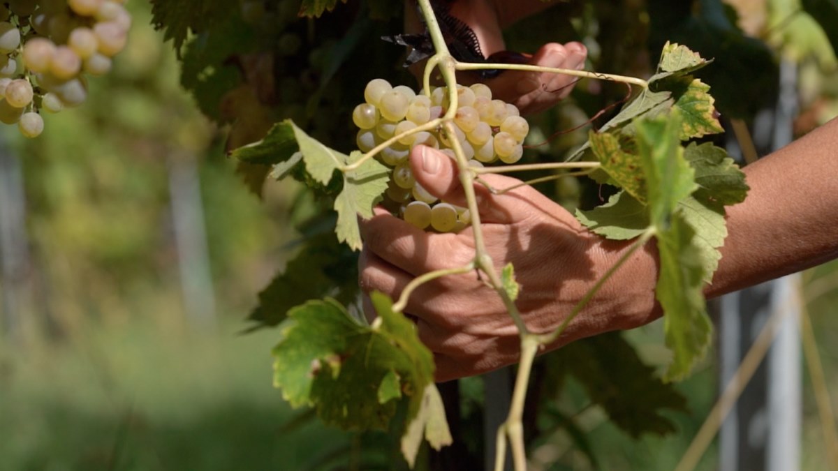 Alìe - FRESCOBALDI (Toscana) 750ml x 6btl