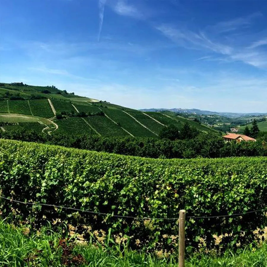 Alìe - FRESCOBALDI (Toscana) 750ml x 6btl