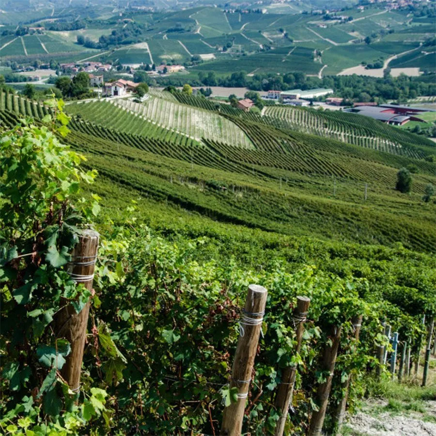 Alìe - FRESCOBALDI (Toscana) 750ml x 6btl